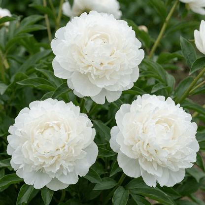 Peony Puffed Cotton