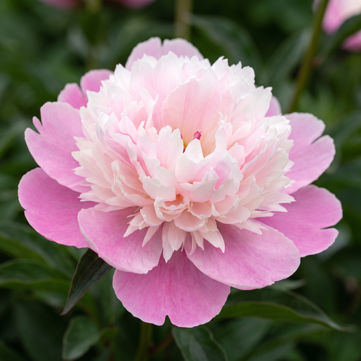 Peony Kelway's Daystar