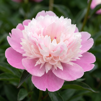 Peony Kelway's Daystar