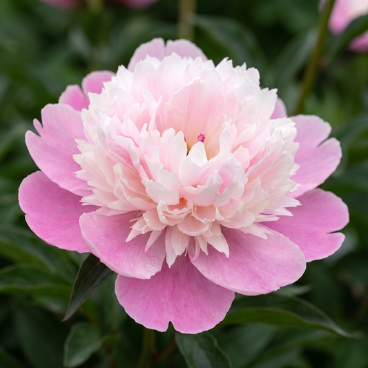Peony Kelway's Daystar