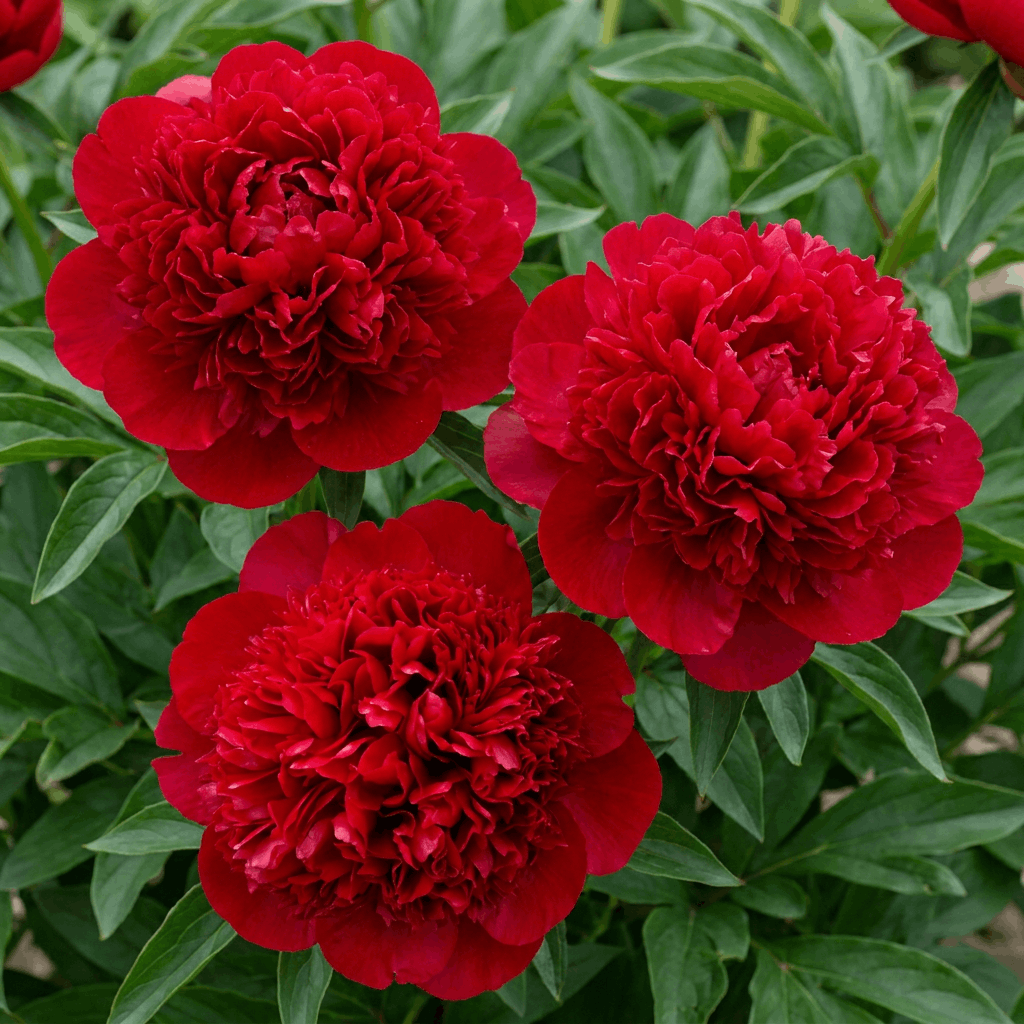 Peony Red Charm (Bomb)