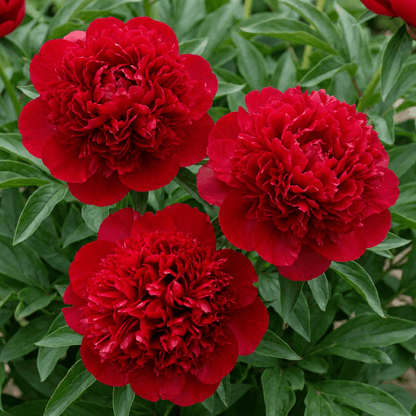 Peony Red Charm (Bomb)