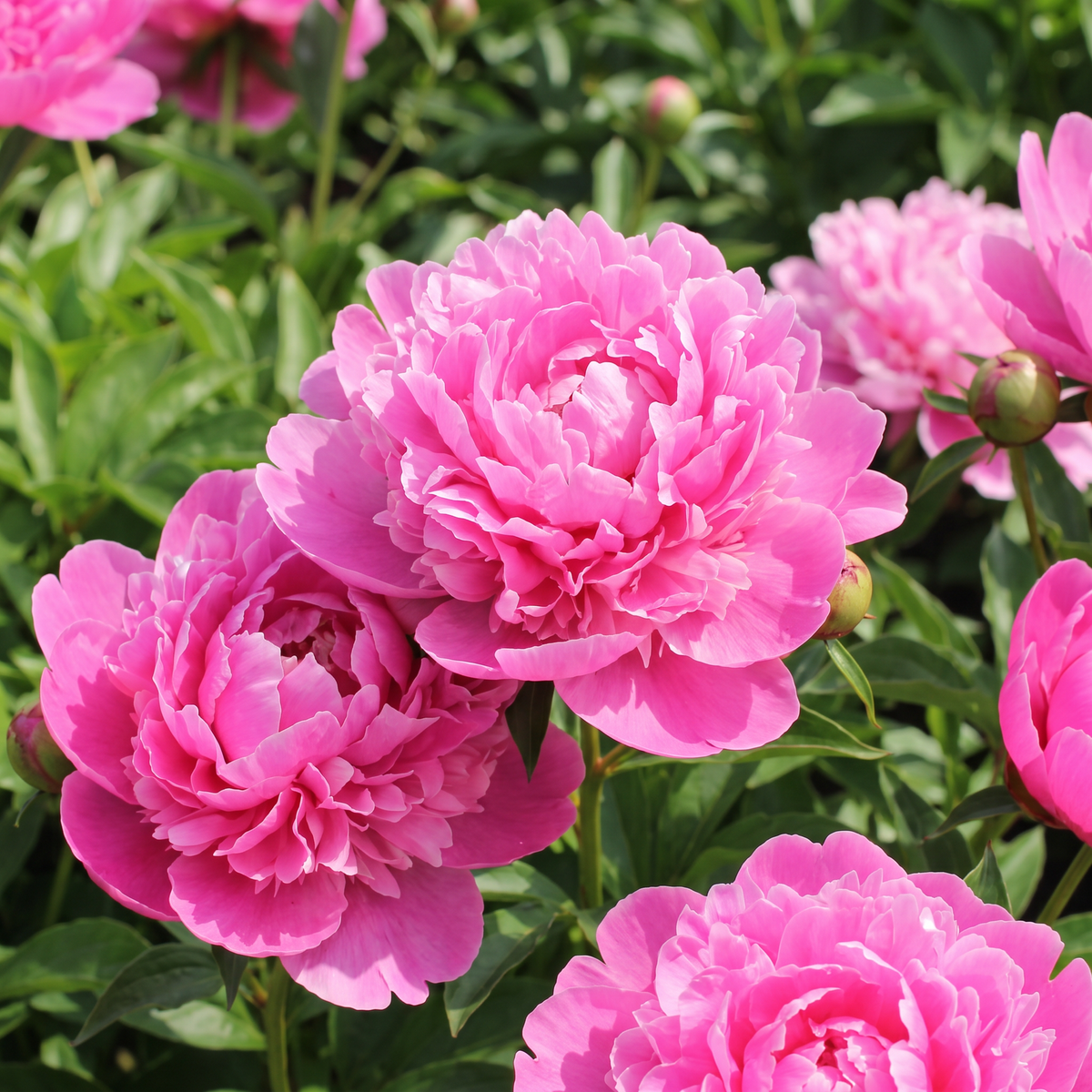 Peony Mariette Vallee