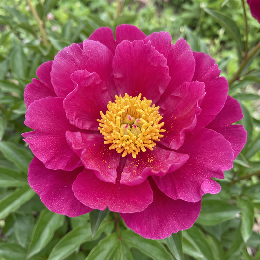 Peony Shimmering Velvet