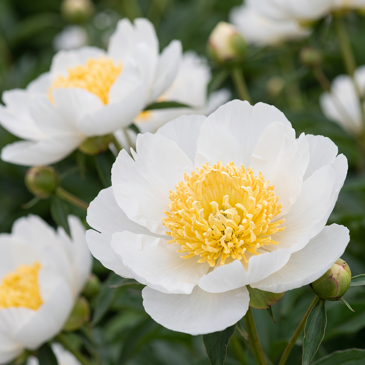 Peony Stellar Charm