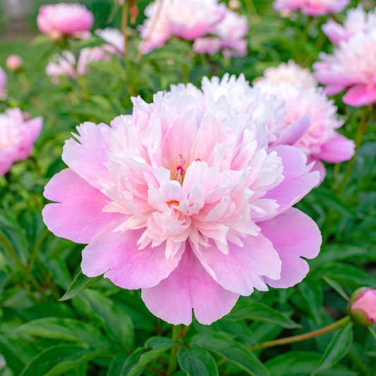 Peony Rose d'Amour