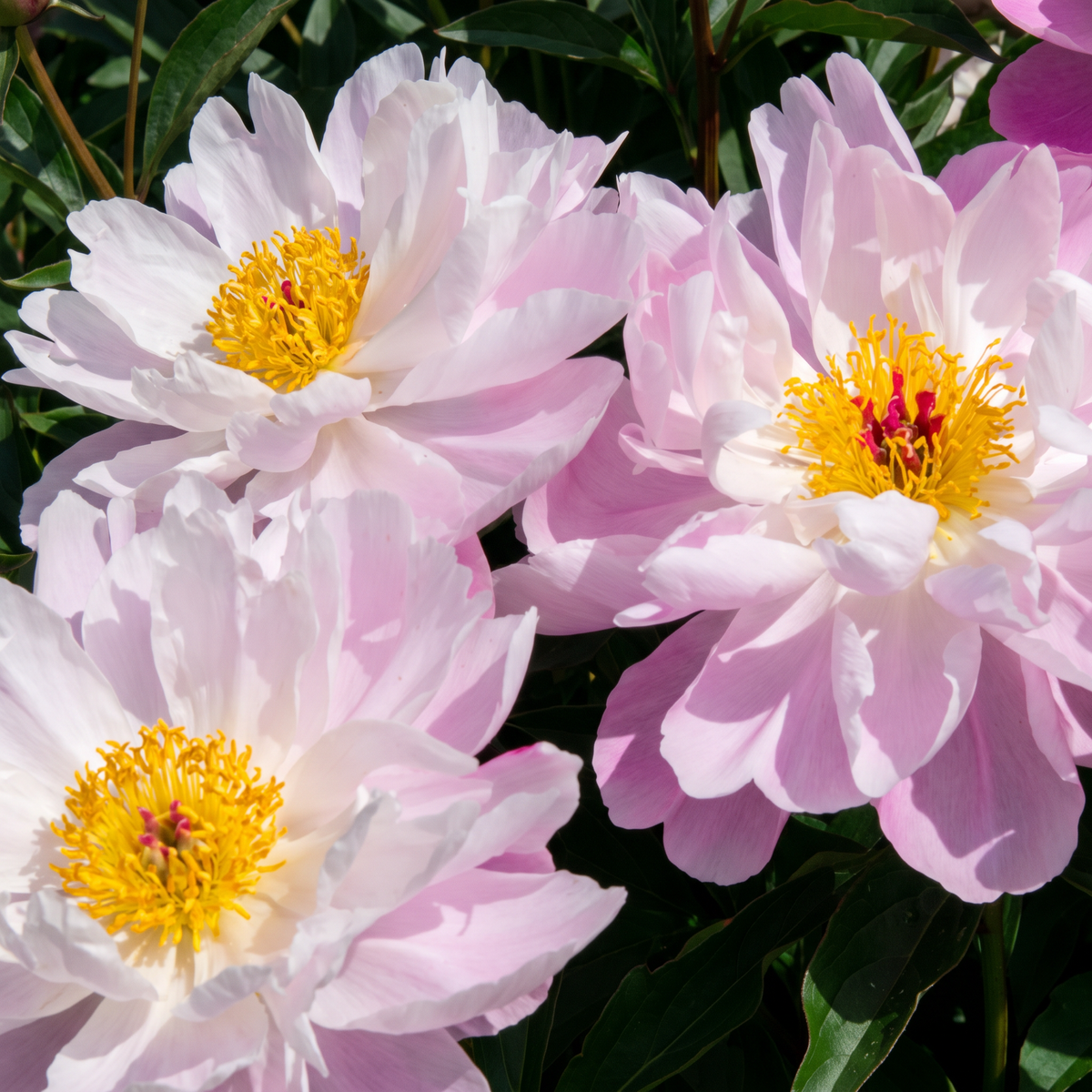 Peony Rose of Delight