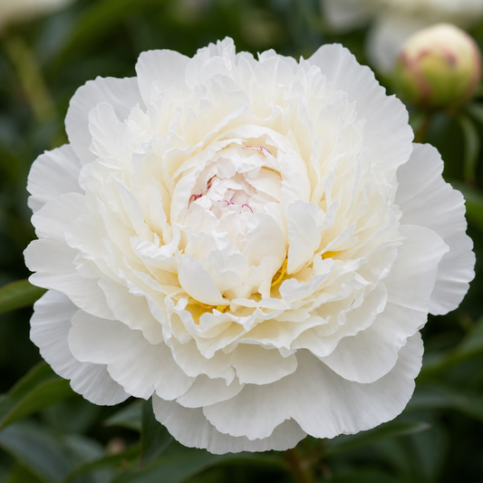 Peony White Lullaby