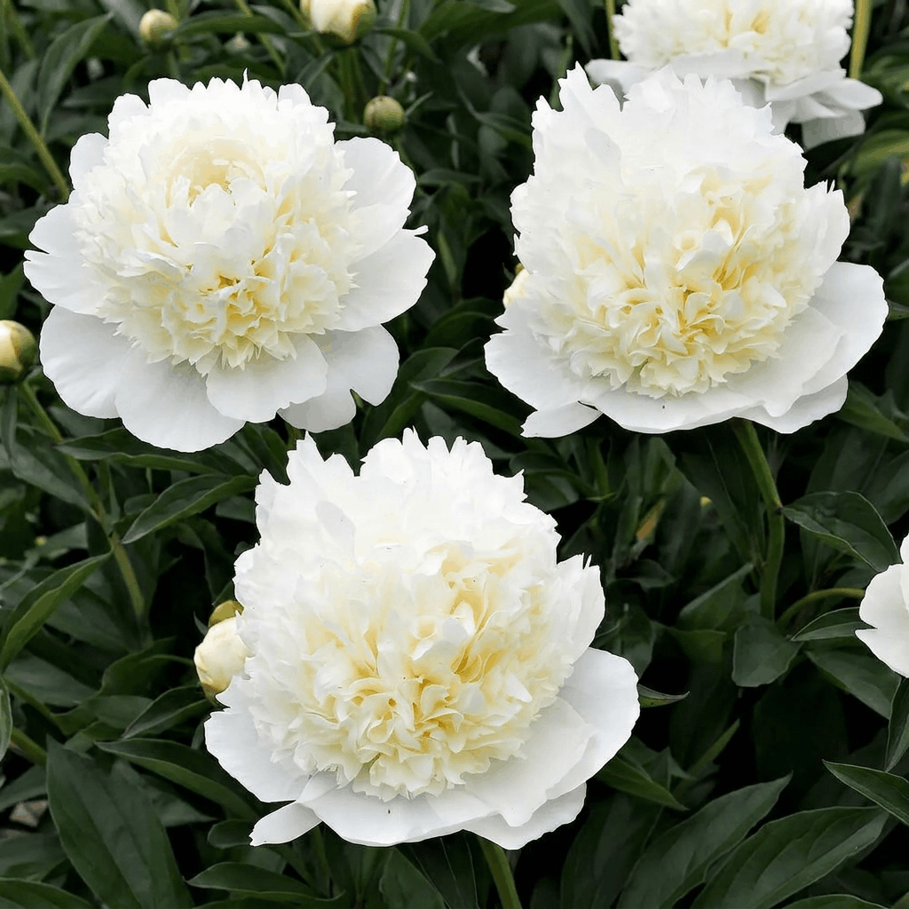 Peony Lancaster Imp
