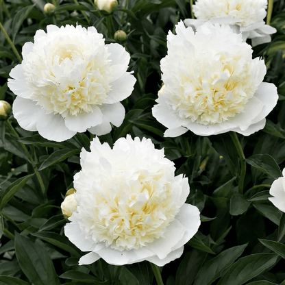 Peony Lancaster Imp