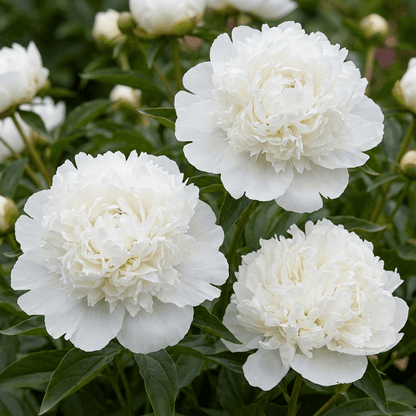 Peony White Sarah Bernhardt