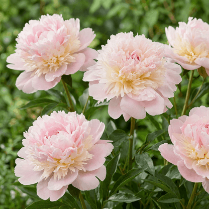 Peony Alertie