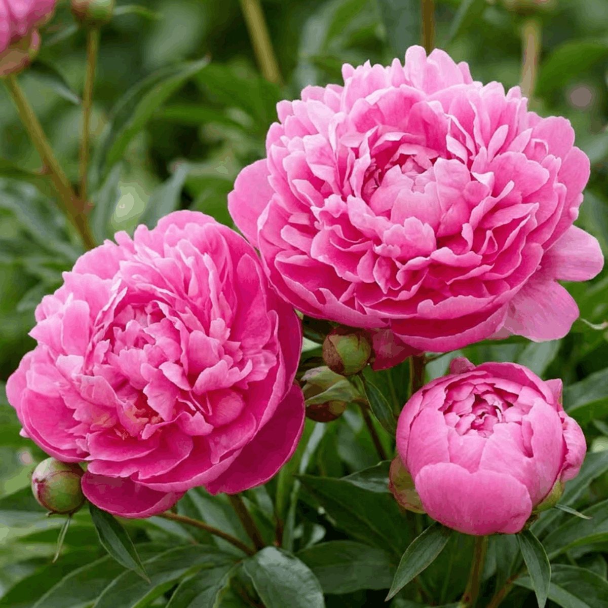 Peony Alexander Fleming