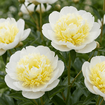 Peony Primevere
