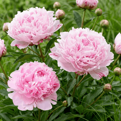Peony Sarah Bernhardt Select