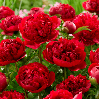 Peony Christmas Velvet