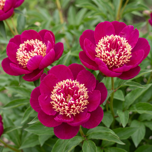 Peony Ada Niva