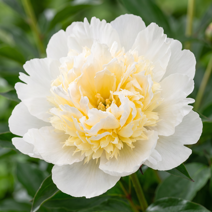 Peony Bridal Grace