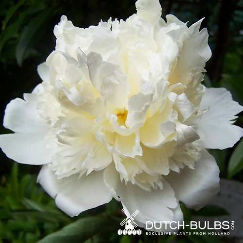 Peony Capital Dome - Peonita