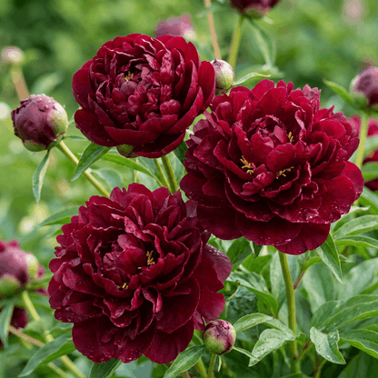 Peony Francoise Ortegat