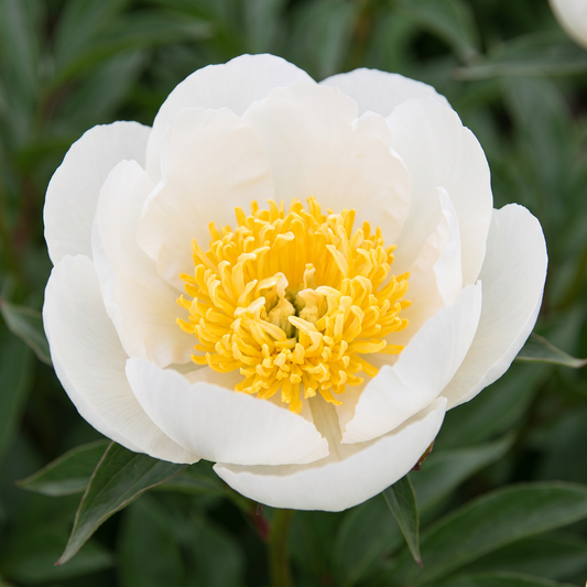 Peony Cheddar Royal