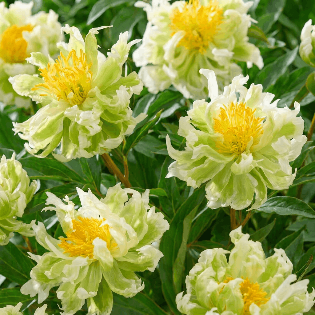 Peony Green Halo