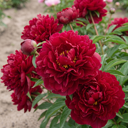 Peony Chippewa