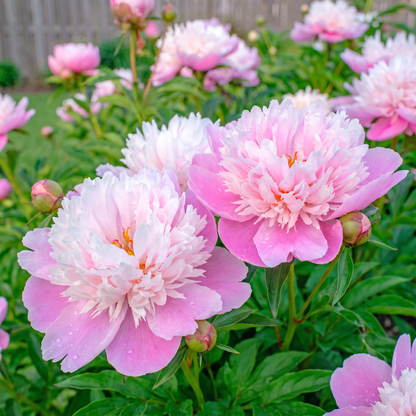 Peony Rose d'Amour