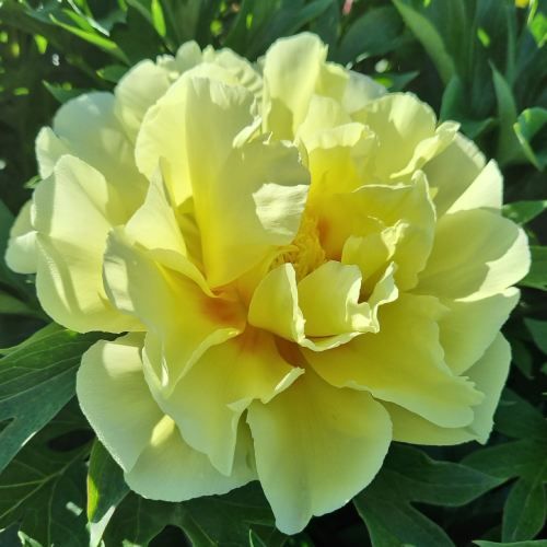 Peony Yellow Dream (ITOH ) - Peonita