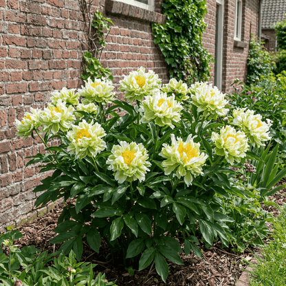 Peony Green Halo