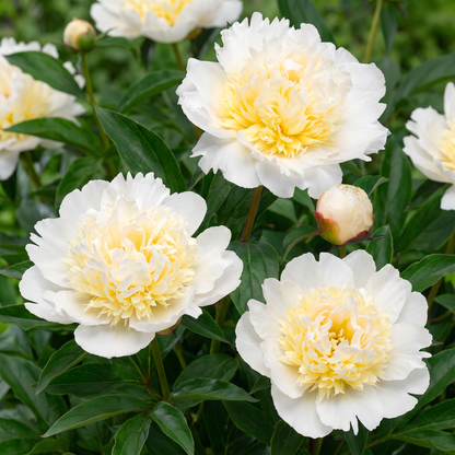 Peony Bridal Grace