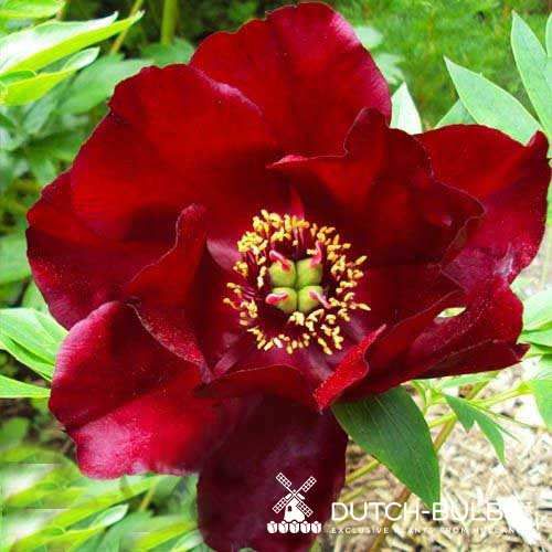 Peony Chief Black Hawk (ITOH) - Peonita