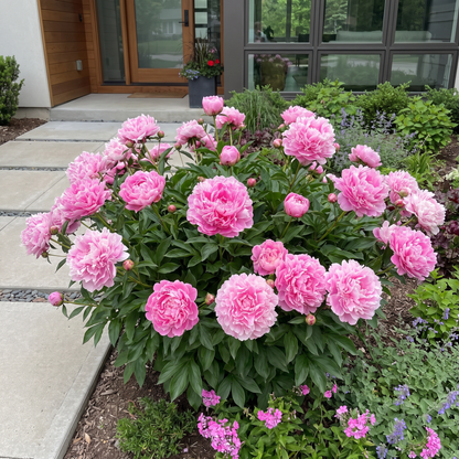 Peony Margaret Truman