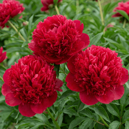 Peony Belgravia