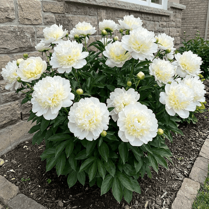 Peony Lancaster Imp