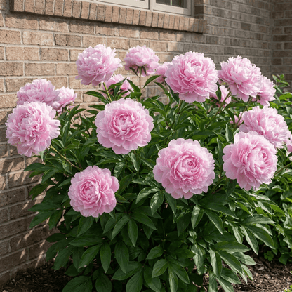 Peony Susie Q