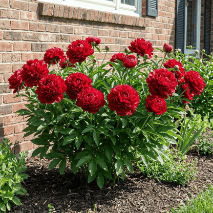 Peony Henry Bockstoce