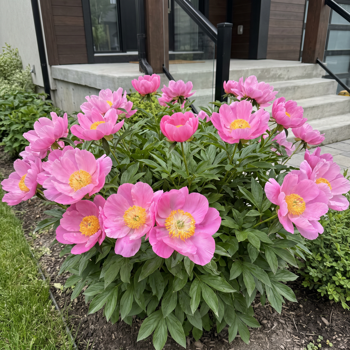 Peony Honor