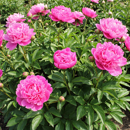 Peony Mariette Vallee