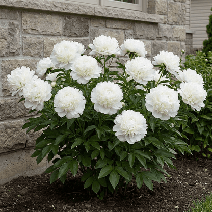 Peony Snow Mountain