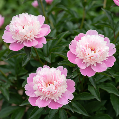 Peony Kelway's Daystar