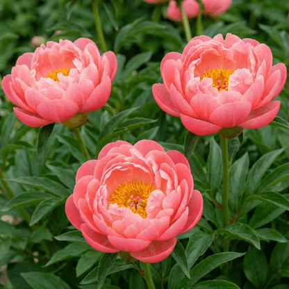 Peony Coral Charm