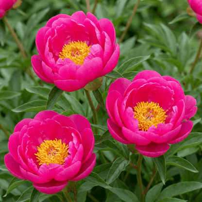 Peony Cytherea