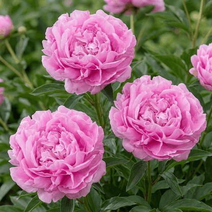 Peony Dinner Plate