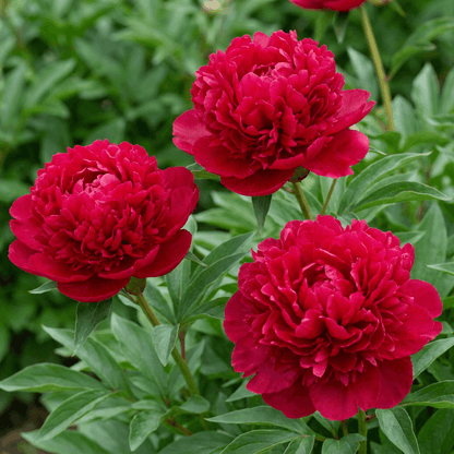 Peony Inspecteur Lavergne