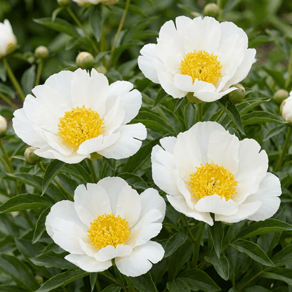 Peony White Wings