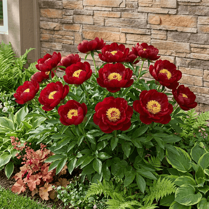 Peony Buckeye Belle