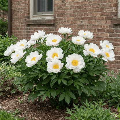 Peony White Wings