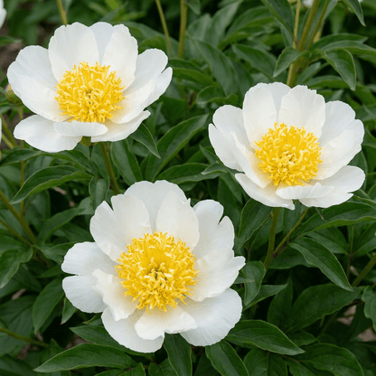 Peony Moon of Nippon