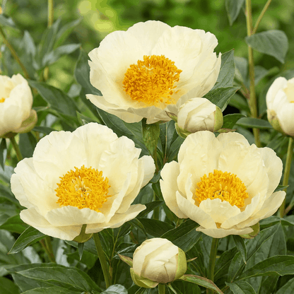 Peony Moonrise